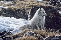 Northern Morning Fine Art Print