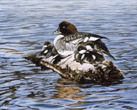Goldeneye & Ducklings Fine Art Print