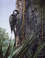 Red Cockaded Woodpecker Fine Art Print