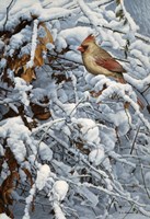 Cardinal In Brambles Fine Art Print