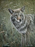 Coyote In The Grass Fine Art Print
