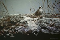 Driftwood 3 Fine Art Print