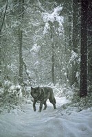 Winter Encounter - Wolf Fine Art Print