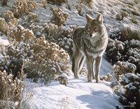 Winter Sage- Coyote Fine Art Print