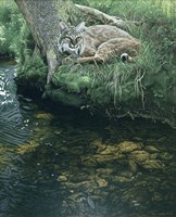 Summer Stream Bank Fine Art Print