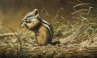 Chipmunk Fine Art Print