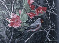 Pyrrhuloxia Fine Art Print
