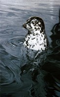 Harbor Seal Fine Art Print