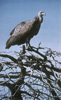Vulture Fine Art Print