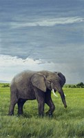 Elephant Fine Art Print