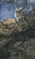 Great Horned Owl 2 Fine Art Print
