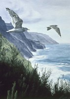 Mew Gull Fine Art Print