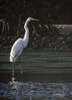 Great Egret Fine Art Print