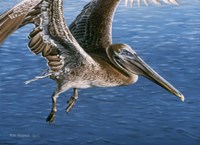 Flying Pelican Fine Art Print