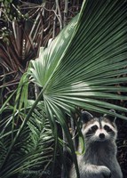 Everglades Raccoon Fine Art Print