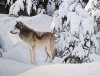 Winter's Blanket Fine Art Print