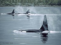 Orcas Fine Art Print