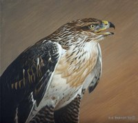 Ferruginous Hawk Fine Art Print