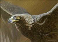 Golden Eagle Fine Art Print