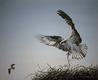 Nest Builder Fine Art Print