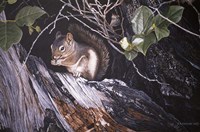 Red Squirrel In Salac Fine Art Print