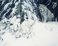 Silent Forest- Lynx Fine Art Print