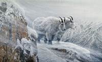 Winter's Fury Mountain Goat Fine Art Print