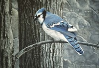Backyard Jay Fine Art Print