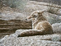 Resting Coyote Fine Art Print