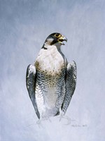 Peregrine Falcon Fine Art Print