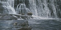 Grizzlies / Falls Fine Art Print