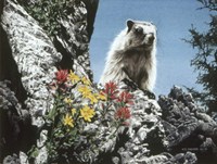 Young Marmot Fine Art Print