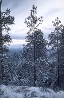 Evening Silhouette - Coyotes Fine Art Print