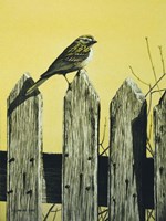 Picket Fence Fine Art Print