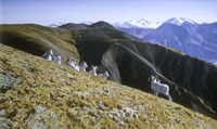 Dall Sheep Fine Art Print