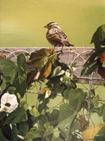 Morning Glory Fine Art Print