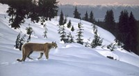Cougar In Snow Fine Art Print