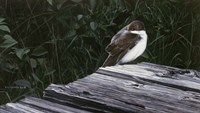 Tree Swallow Fine Art Print