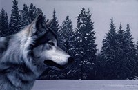 Gray Wolf Portrait Fine Art Print