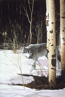 Grey Wolf & Aspen Fine Art Print