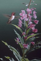 Fireweed Fine Art Print