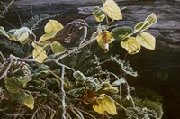 Song Sparrow On Salal Fine Art Print