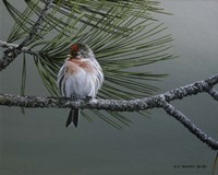 Red Poll Fine Art Print