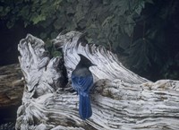 Driftwood 2 Fine Art Print