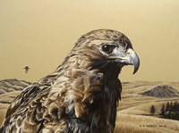 Red Tailed Hawk 2 Fine Art Print