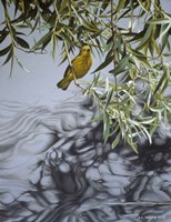 Willow Fine Art Print