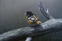 Redstart Fine Art Print