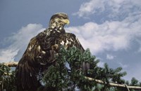 Taking In The Sun Fine Art Print