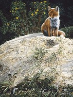 Fox Pup At Den Entrance Fine Art Print
