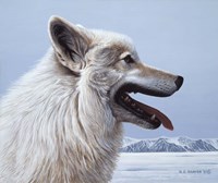 Arctic Wolf Portrait Fine Art Print